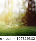 Forest bokeh 107819382