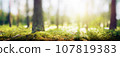 Forest bokeh nature background 107819383
