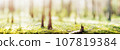 Beautiful green landscape panorama 107819384