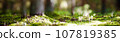 Bokeh in forest 107819385