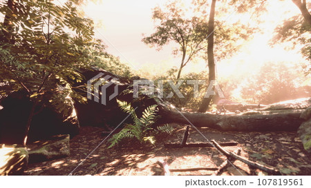 Rays of the sun through palm leaves Rays of the sun through palm leaves 107819561