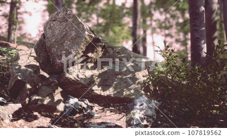 Sun beams through thick trees branches in dense green forest Sun beams through thick trees branches in dense green forest 107819562