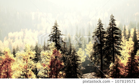 Striking pine forest in the hills at dusk Striking pine forest in the hills at dusk 107819571