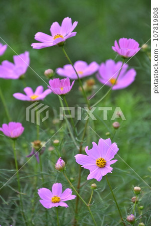 Pink cosmos are blooming. Photographed at Flower and Green Plaza in Mitaka. 107819808