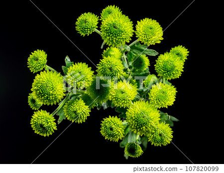 Green chrysanthemum on black background Green chrysanthemum on black background 107820099