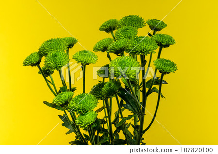 Green chrysanthemum on yellow background 107820100