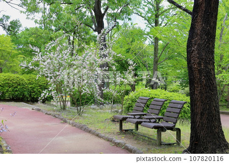 Sarasa woogie花 Sarasa woogie花 107820116