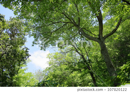 fresh leaves fresh leaves 107820122