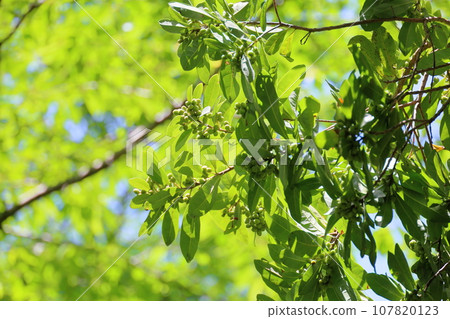 竹林的果實 107820123