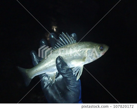 從堤防捕獲的鱸魚寶寶 107820172