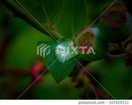 藍色藍莓上的水滴 藍色藍莓上的水滴 107820311
