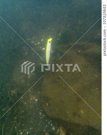 Lure rooted in tidal flats Lure rooted in tidal flats 107820683