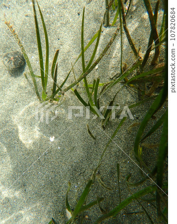 鰻草保護灘塗水質 鰻草保護灘塗水質 107820684