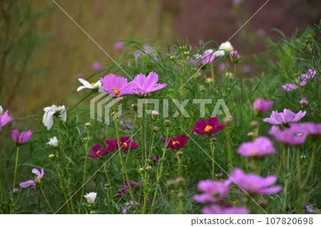 Pink cosmos blooming in the cosmos field Pink cosmos blooming in the cosmos field 107820698