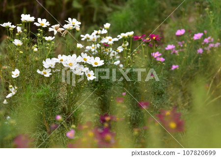 White cosmos photographed at the flower and green plaza in Mitaka White cosmos photographed at the flower and green plaza in Mitaka 107820699