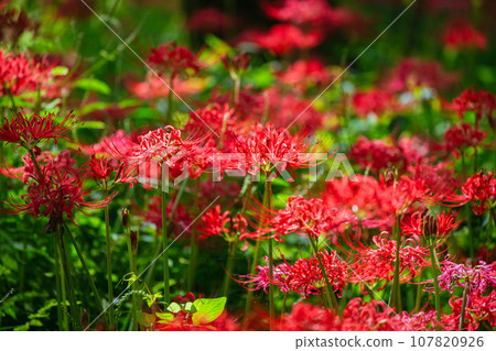 Red flower bamboo flower Red flower bamboo flower 107820926