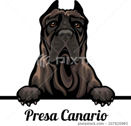 Presa Canario - Color Peeking Dogs - breed face head isolated on white 107820965