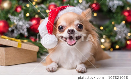 Dog and christmas Dog and christmas 107821038