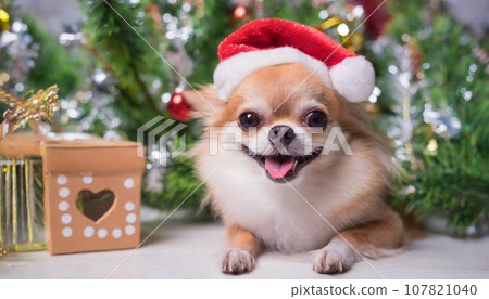 Dog and christmas Dog and christmas 107821040