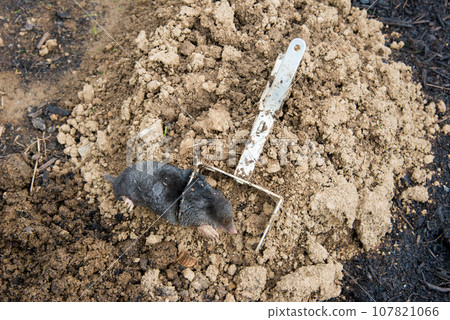 Caught european mole inside a trap placed on mole hill Caught european mole inside a trap placed on mole hill 107821066