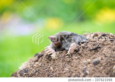 Mole, Talpa europaea, crawling out of brown molehill, green grass in background. Animal from garden. 107821098