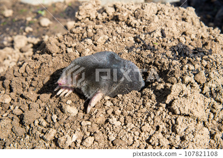 European mole destroying lawn in the garden European mole destroying lawn in the garden 107821108