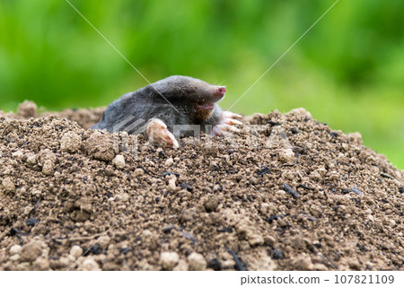 European mole (Talpa europaea) destroying lawn with its mole hills and underground tunnels European mole (Talpa europaea) destroying lawn with its mole hills and underground tunnels 107821109
