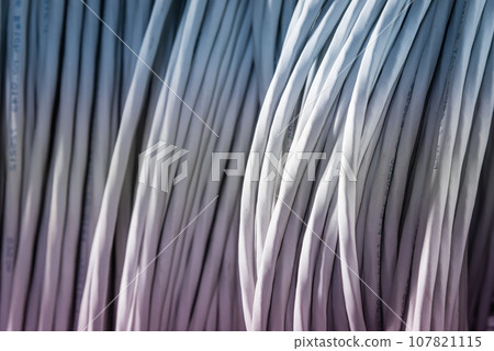 detail of large number of ethernet cables tied together connecting racks inside server room 107821115