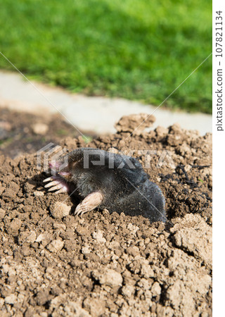 European mole caught by a trap while crawling out of the tunnel European mole caught by a trap while crawling out of the tunnel 107821134