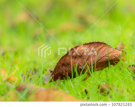 Autumn leaves fallen leaves 107821283