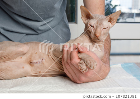 Cat check up in veterinarian clinic. Sphynx cat pet in vet hands Cat check up in veterinarian clinic. Sphynx cat pet in vet hands 107821381