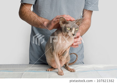 Cute cat in doctor hands on white background, Kitten vet examining. Cat pet check up 107821382