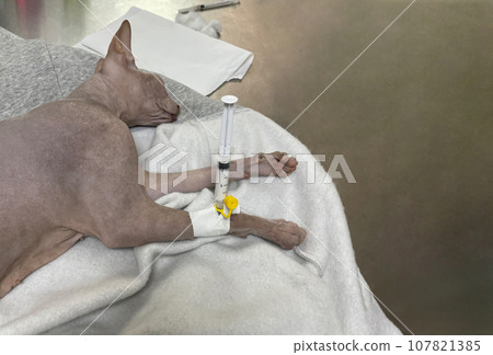 Cat after surgical anesthesia in a veterinary clinic 107821385