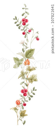 Beautiful composition with hand drawn watercolor different forest wild berries. Clip art. Stock illustration. Beautiful composition with hand drawn watercolor different forest wild berries. Clip art. Stock illustration. 107821641