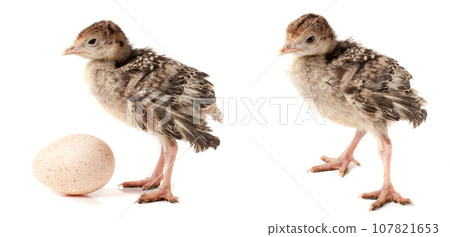 Chicken turkey with egg isolated on a white background 107821653
