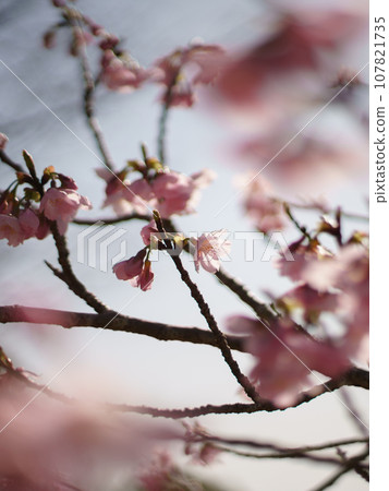 Kawazu cherry blossoms to announce the arrival of spring 107821735