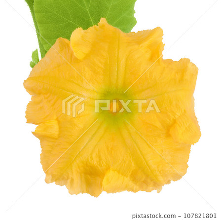 Yellow pumpkin or zucchini flower isolated on a white background. Top view. Flat lay Yellow pumpkin or zucchini flower isolated on a white background. Top view. Flat lay 107821801