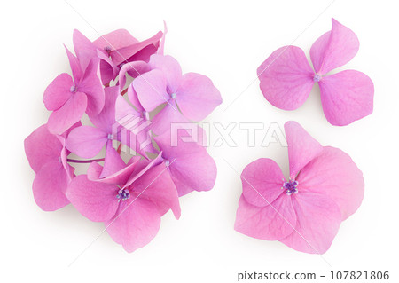 Pink Hydrangea flower isolated on white background. Top view. Flat lay Pink Hydrangea flower isolated on white background. Top view. Flat lay 107821806