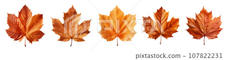 Autumn leaf vector set isolated on white Autumn leaf vector set isolated on white 107822231