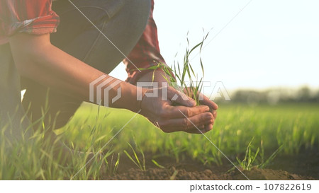 agriculture. farmer a hands are lowered plant cultivation plant. business ecology agriculture gardening concept. farmer hands are planting soil with a plant. eco lifestyle agriculture life concept agriculture. farmer a hands are lowered plant cultivation plant. business ecology agriculture gardening concept. farmer hands are planting soil with a plant. eco lifestyle agriculture life concept 107822619