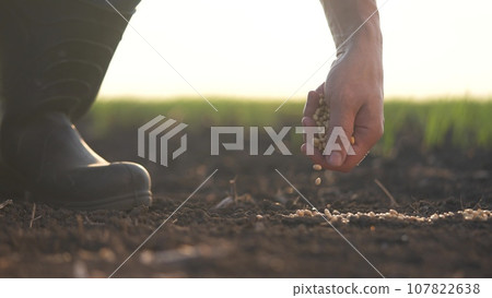 soybean agriculture. farmers hand a sows soybean grains in agricultural soil. agriculture business farm soybean concept. Farmer sows soybean grains. soy farm concept lifestyle 107822638