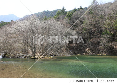 早春的野蓋池 107823256
