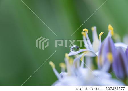 Water droplets on the flowers 107823277