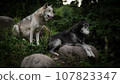 兩隻狼排成一排 107823347