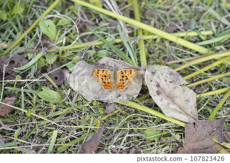 A butterfly perched on a dry leaf A butterfly perched on a dry leaf 107823426