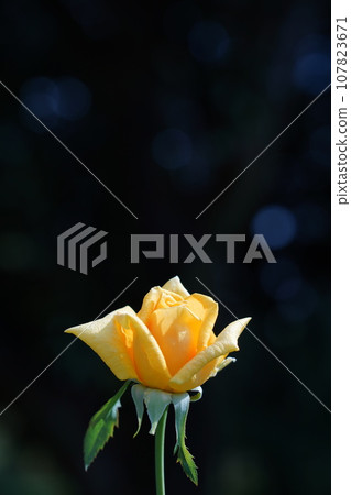 Close-up of a beautiful yellow rose Close-up of a beautiful yellow rose 107823671