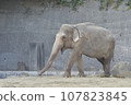 動物園大象 107823845