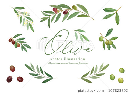 Vector illustration of olive branch and fruit 107823892