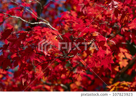 Autumn leaves of Mt. Koya Autumn leaves of Mt. Koya 107823923