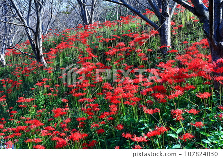 [香川縣]春分前後盛開的鮮紅色叢生孤挺花（保山湖/香川灌溉水庫） 107824030